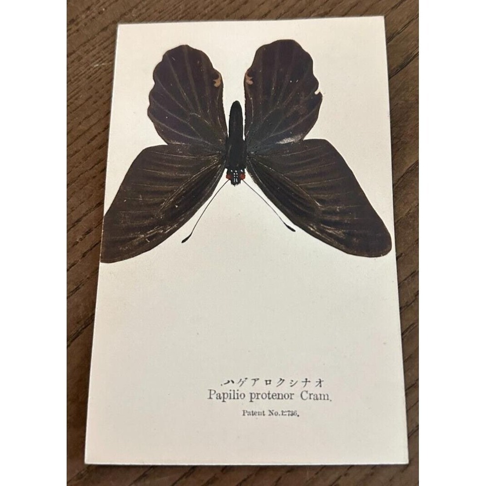 REAL Butterfly Papilio Protenor Cram Latin Nawa Entomology Japan 1910 Postcard